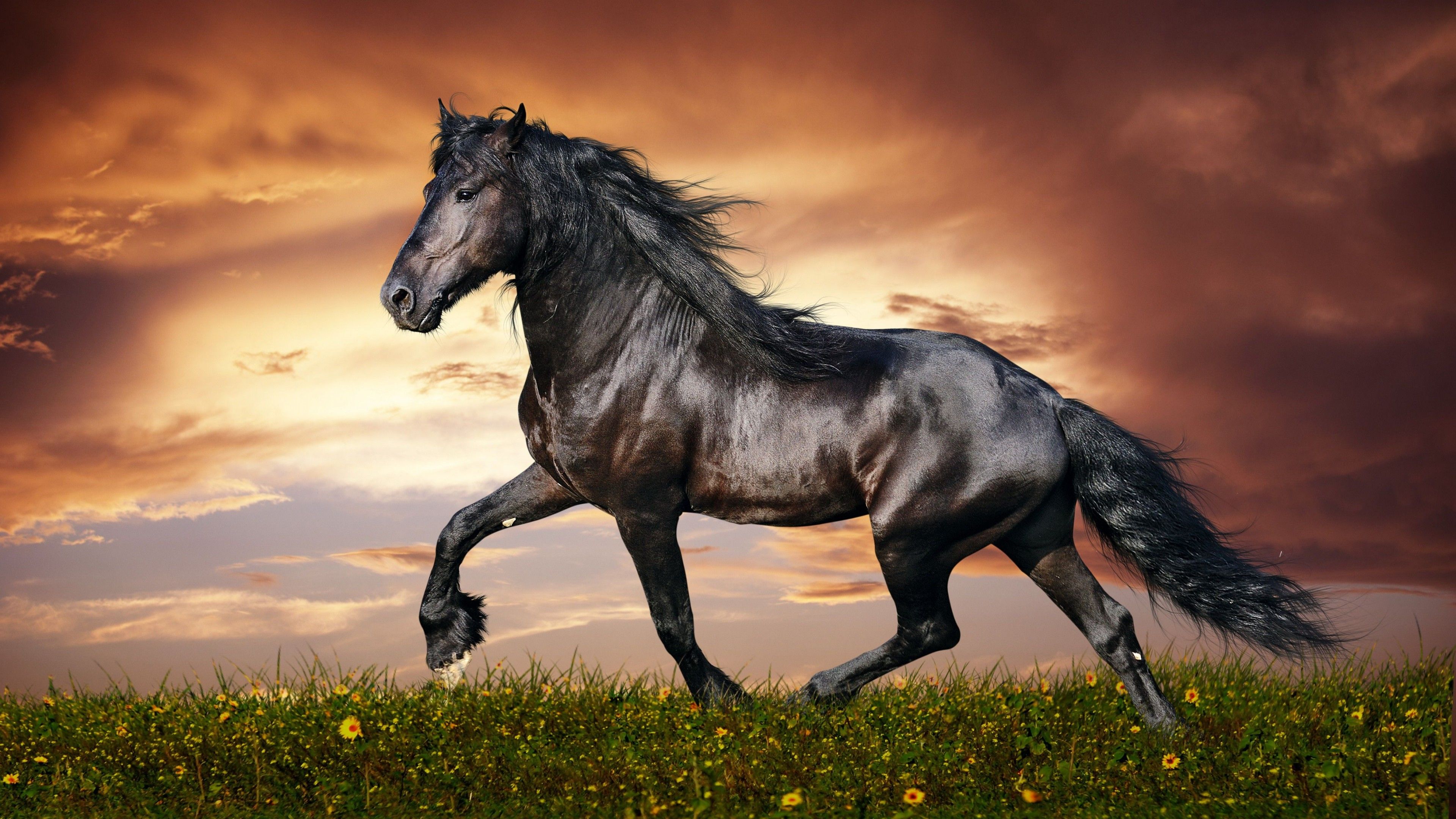 wp3940915-horse-portrait-wallpapers.jpg