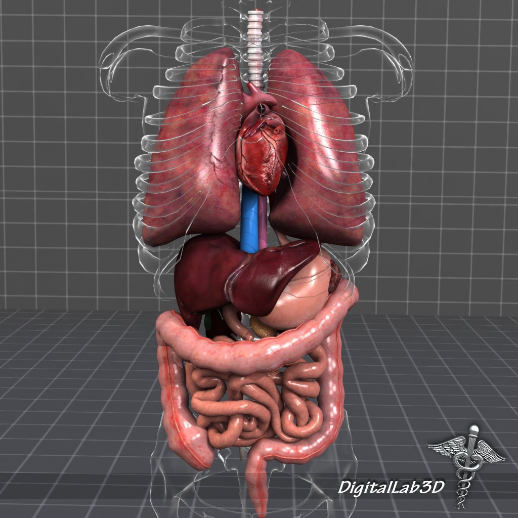 internal_organs_3d_model_c4d_max_obj_fbx_ma_lwo_3ds_3dm_stl_1326417_o.jpg