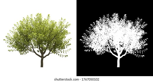left-view-tree-prunus-padus-260nw-1767050102.jpg