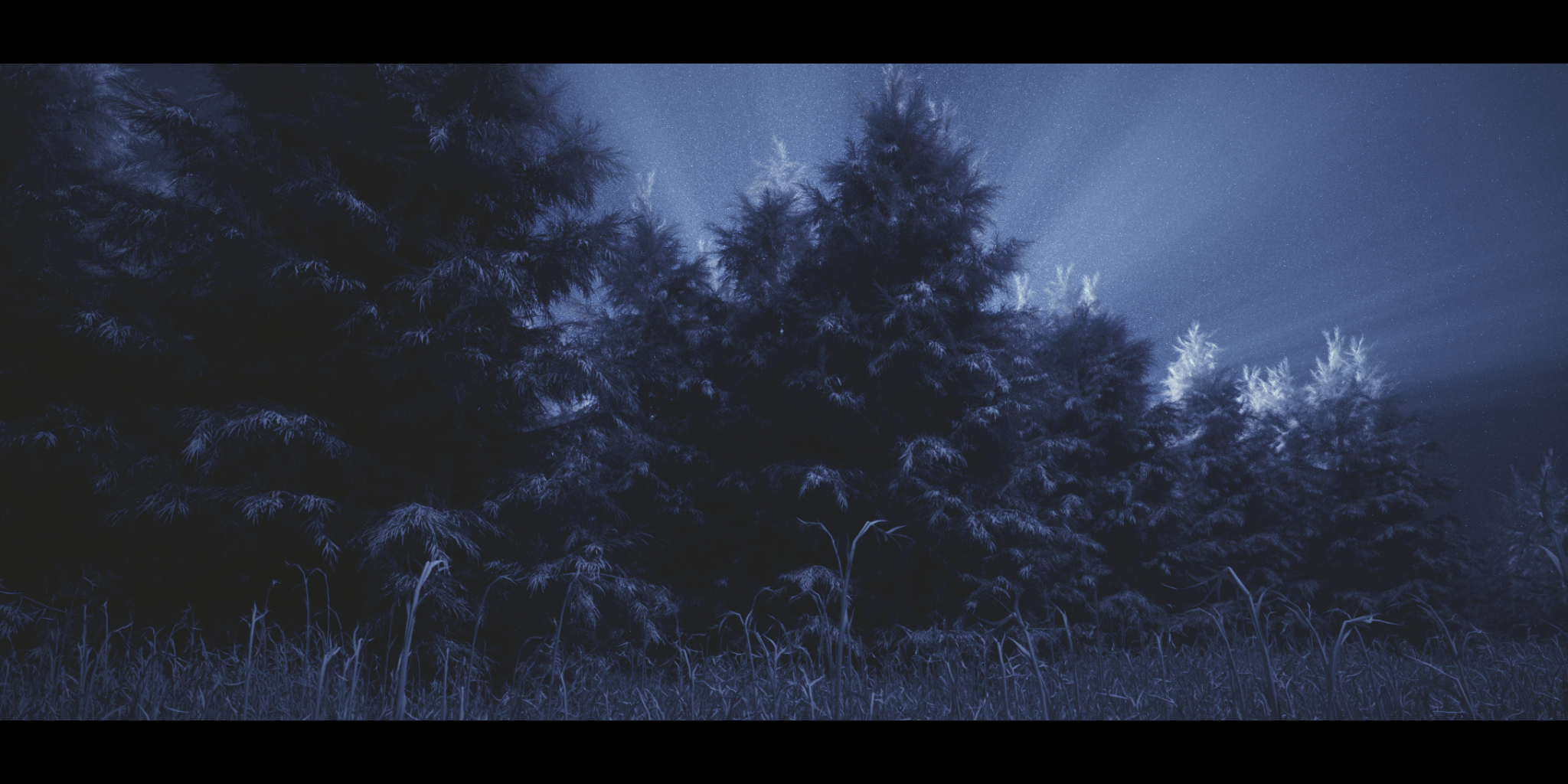 p3_forest_still_3.png