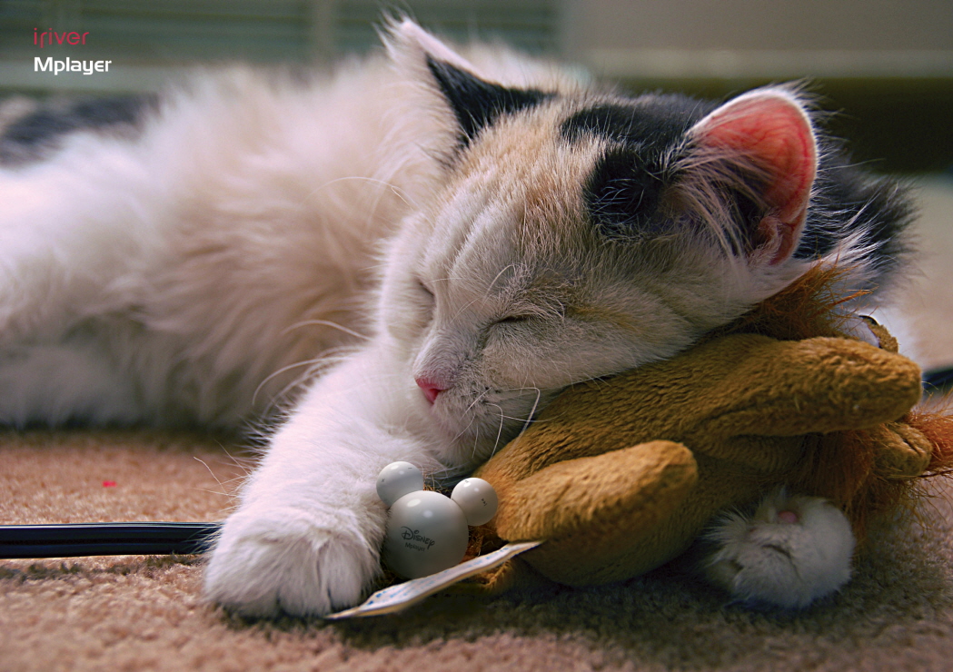 cat_M-ple copy-1_copy.jpg