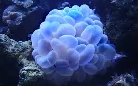 bubble coral.webp