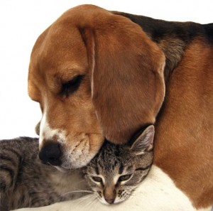 24dog_and_cat-300x297.jpg