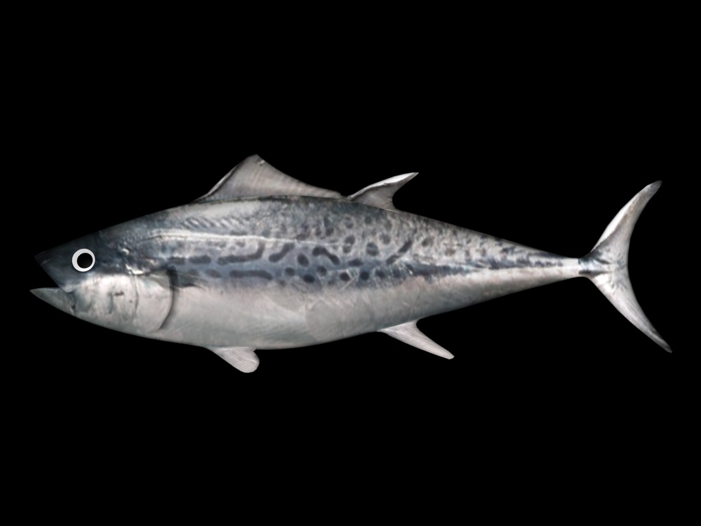 fish render.jpg