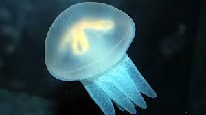 jellyfish.jpg