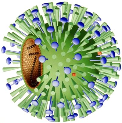 1-influenza-virus.jpg