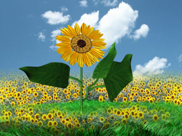 sunflowerfinal_00000.jpg