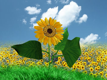 sunflowerfinal_00000_00002.jpg