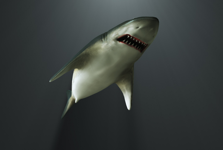 Shark_00000.jpg