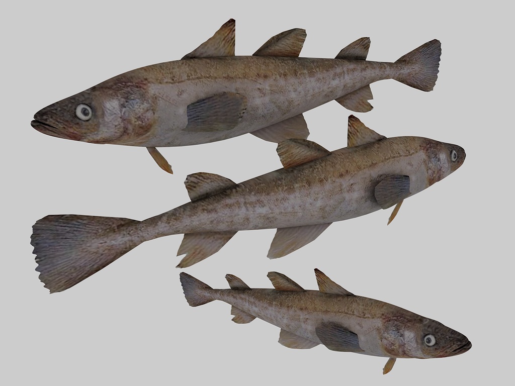 fish.jpg