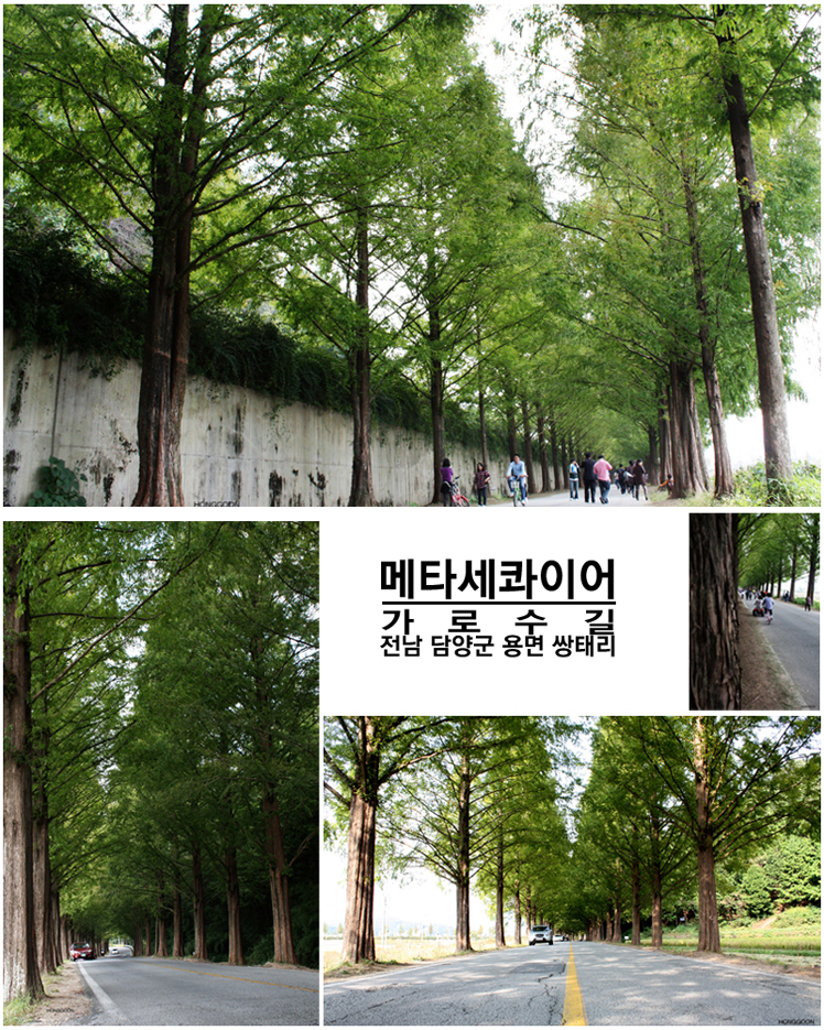 메타세콰이어-05.jpg