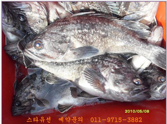 우럭.JPG