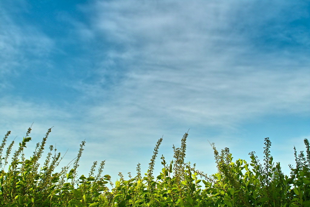 SDIM2788.jpg