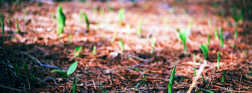 20070402-xpan_0046.jpg