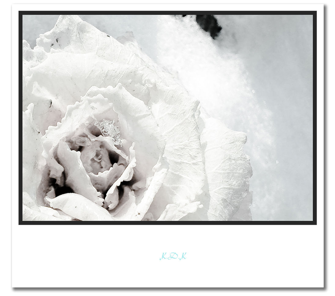 FLOWER.jpg