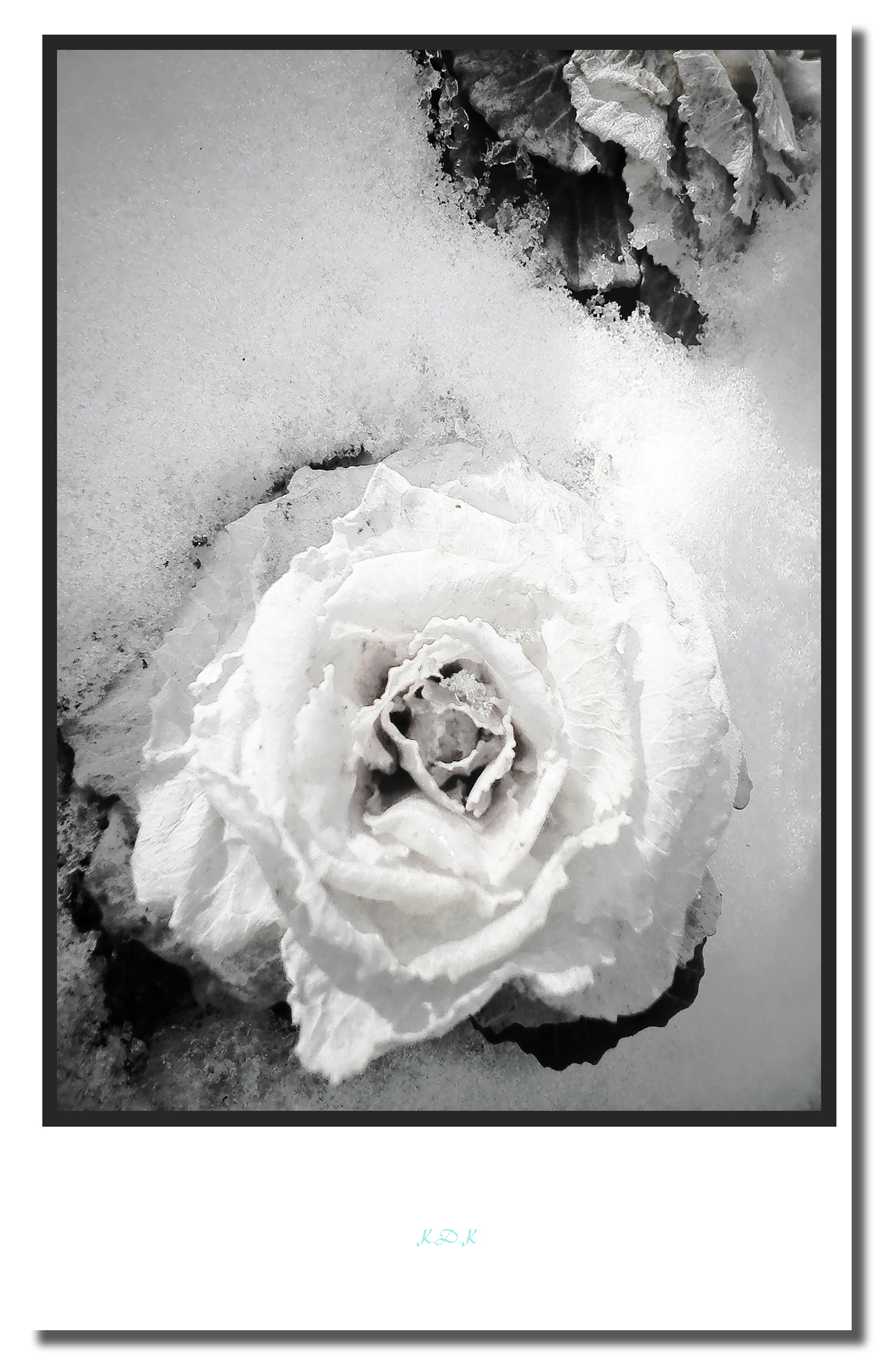 FLOWER.jpg