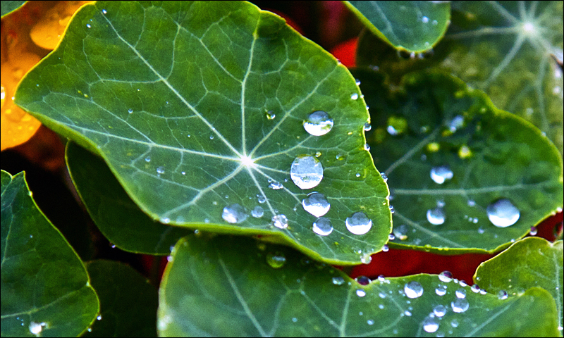 Moning Dew.jpg