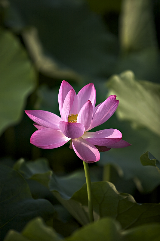 Flower.jpg