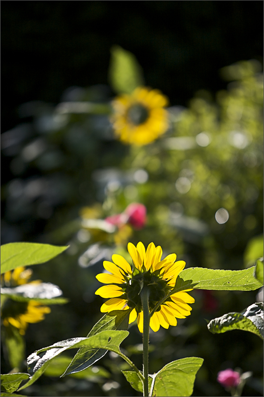 Sun Flower.jpg
