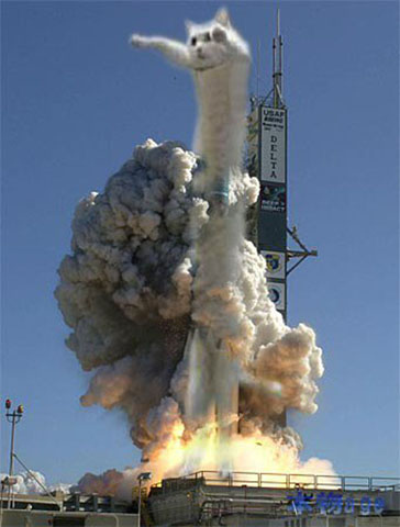 long-cat-lifts-off1.jpg