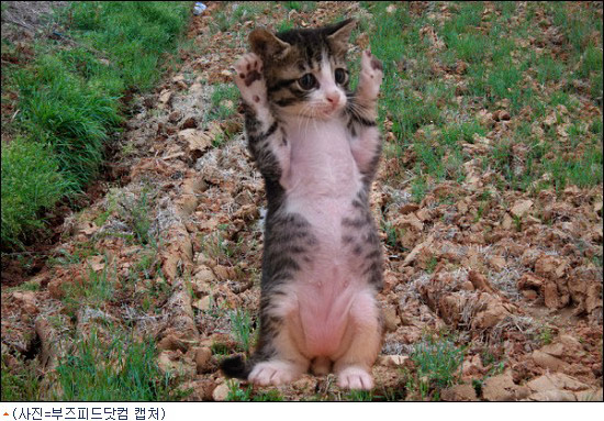 고양이~1.JPG