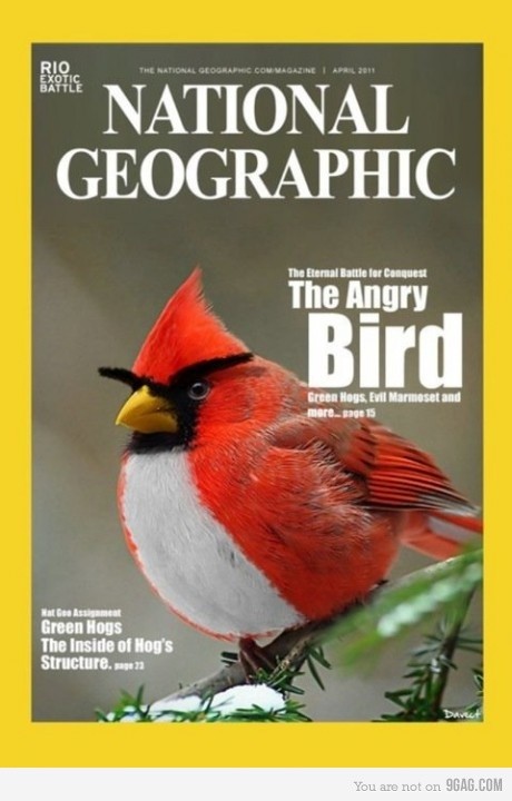 national-geographic-angry-bird-84993-460-720.jpg