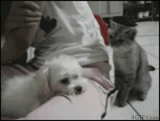 a0081178_4d8f511e26505.gif